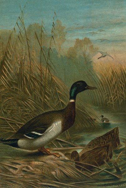 Mallard Duck by John George Wood - Hand-Painted Oil Painting Reproduction