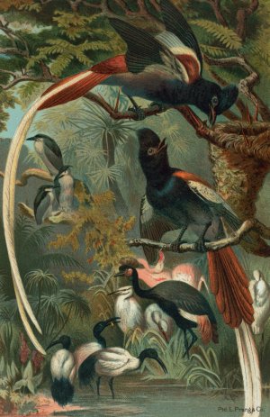 Paradise Flycatchers by John George Wood Oil Painting