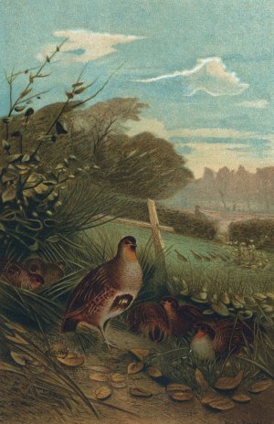 Partridge by John George Wood Oil Painting