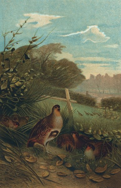 Partridge  by John George Wood - Hand-Painted Oil Painting Reproduction