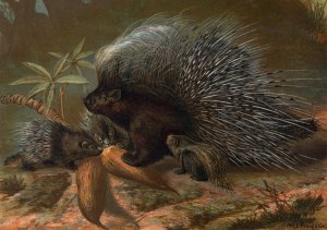 Porcupine by John George Wood Oil Painting