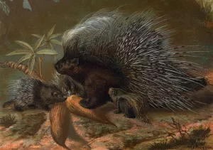 Porcupine Oil painting by John George Wood