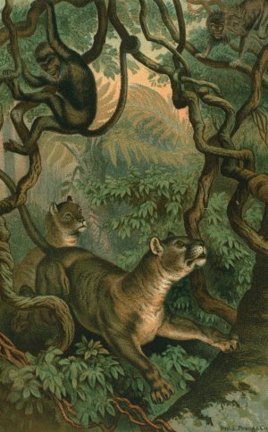 Puma by John George Wood Oil Painting