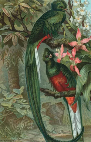 Resplendent Trogon Oil painting by John George Wood