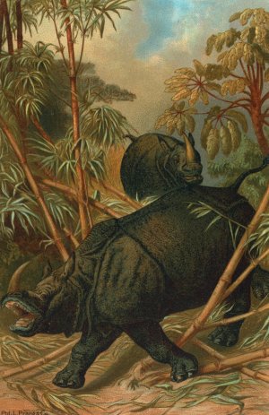 Rhinoceros by John George Wood Oil Painting