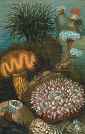 Sea-Anemones by John George Wood Oil Painting