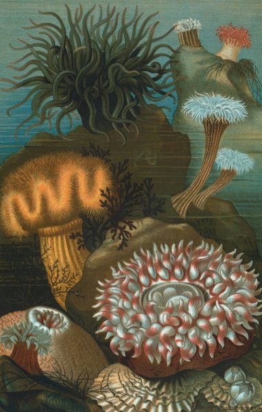 Sea-Anemones by John George Wood - Hand-Painted Oil Painting Reproduction
