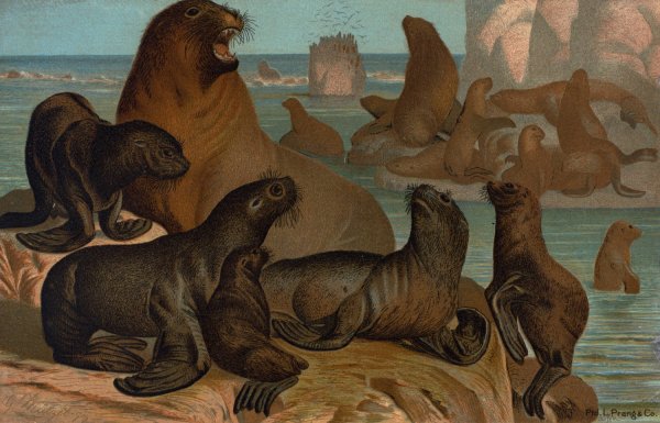 Sea Lion by John George Wood - Hand-Painted Oil Painting Reproduction