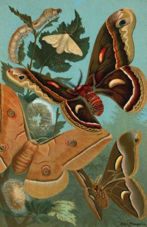 Silk-Worm, and Moths by John George Wood Oil Painting