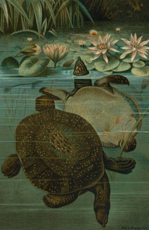 Soft Turtles by John George Wood Oil Painting