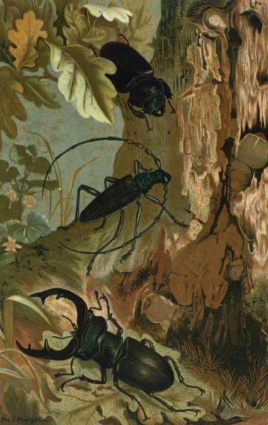 Stag Beetle, and Longicorn Beetle by John George Wood - Hand-Painted Oil Painting Reproduction