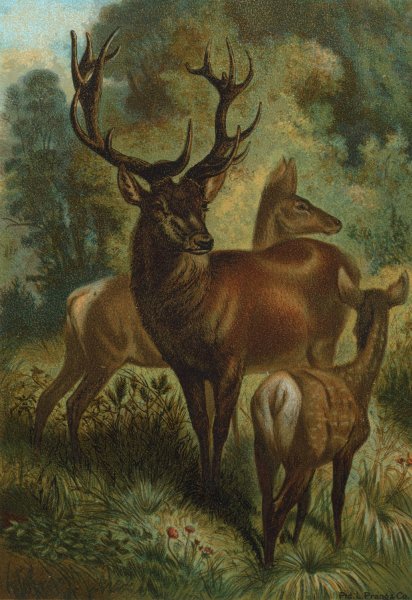 Stag, or Red Deer by John George Wood - Hand-Painted Oil Painting Reproduction