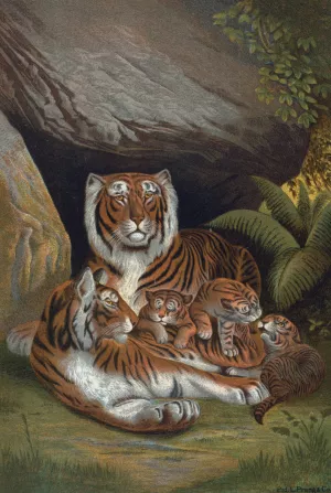 Tiger by John George Wood Oil Painting