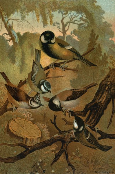 Titmice  by John George Wood - Hand-Painted Oil Painting Reproduction
