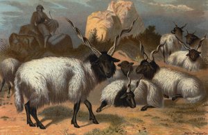 Wallachian Sheep by John George Wood Oil Painting