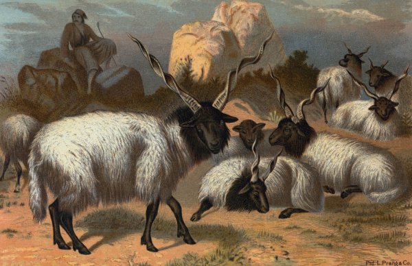 Wallachian Sheep by John George Wood - Hand-Painted Oil Painting Reproduction