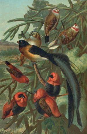 Weaver Birds by John George Wood Oil Painting