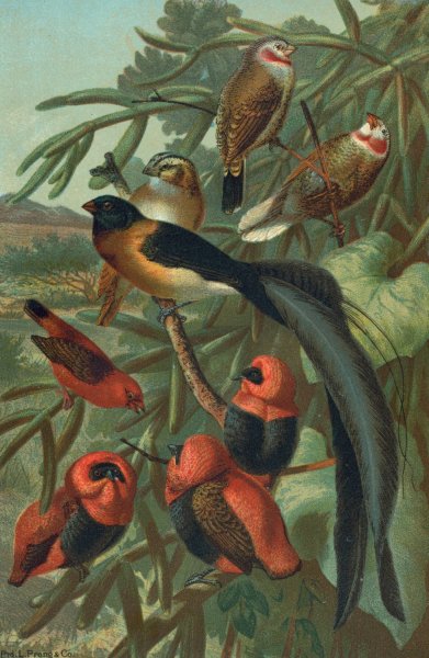 Weaver Birds by John George Wood - Hand-Painted Oil Painting Reproduction