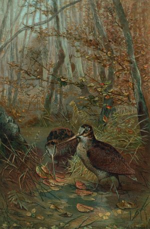 Woodcock by John George Wood Oil Painting