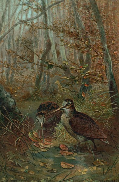 Woodcock by John George Wood - Hand-Painted Oil Painting Reproduction