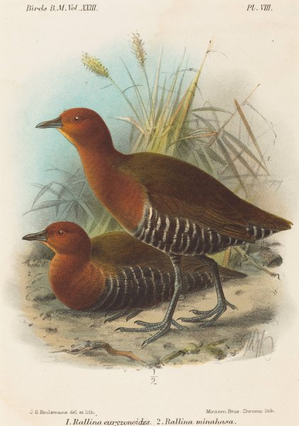 Birds of Philippines by John Gerrard Keulemans - Hand-Painted Oil Painting Reproduction