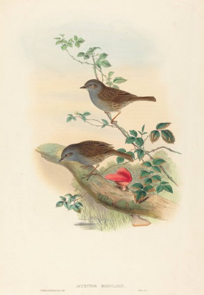 Main Product Photo of Accentor modularis  Painting by John Gould