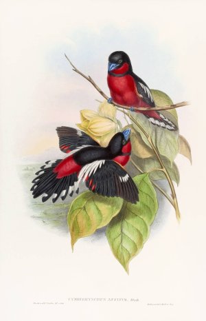 Allied Eurylaime by John Gould Oil Painting
