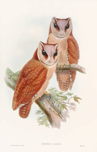 Bay Owl  by John Gould - Hand-Painted Oil Painting Reproduction