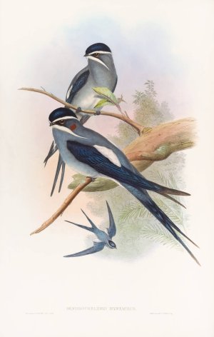 Bearded Tree-Swift by John Gould Oil Painting