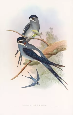 Bearded Tree-Swift by John Gould Oil Painting