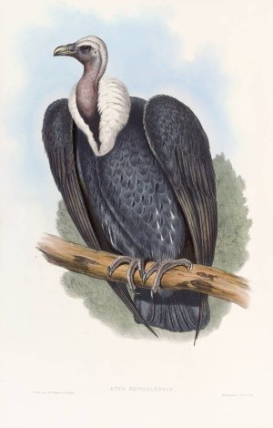 Bengal Vulture by John Gould Oil Painting