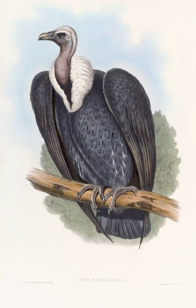 Bengal Vulture  by John Gould - Hand-Painted Oil Painting Reproduction