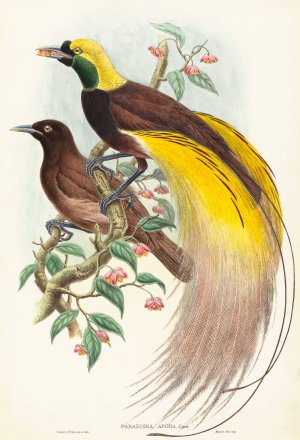 Bird of Paradise by John Gould Oil Painting