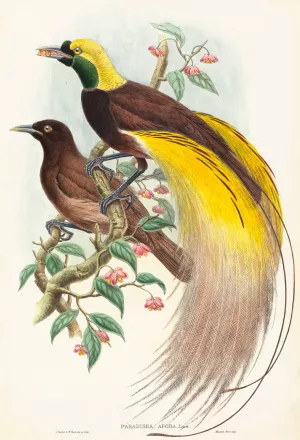 Bird of Paradise Oil painting by John Gould