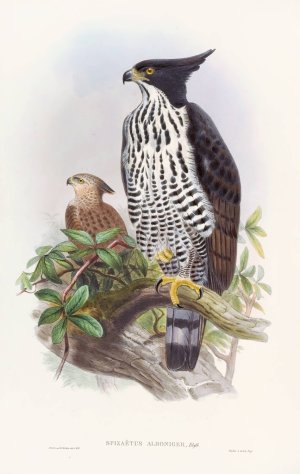 Black-and-white Crested Eagle by John Gould Oil Painting