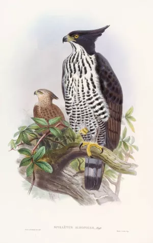 Black-and-white Crested Eagle Oil painting by John Gould