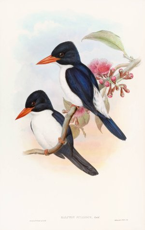 Black-capped Kingfisher by John Gould Oil Painting