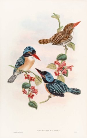 Black-faced Kingfisher by John Gould Oil Painting