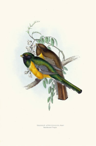 Black Throated Trogon  by John Gould - Hand-Painted Oil Painting Reproduction