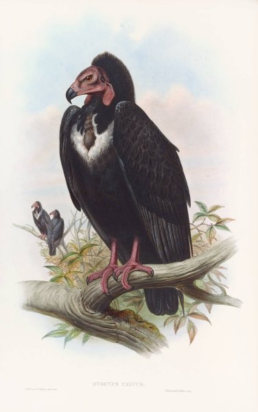 Black Vulture  by John Gould - Hand-Painted Oil Painting Reproduction