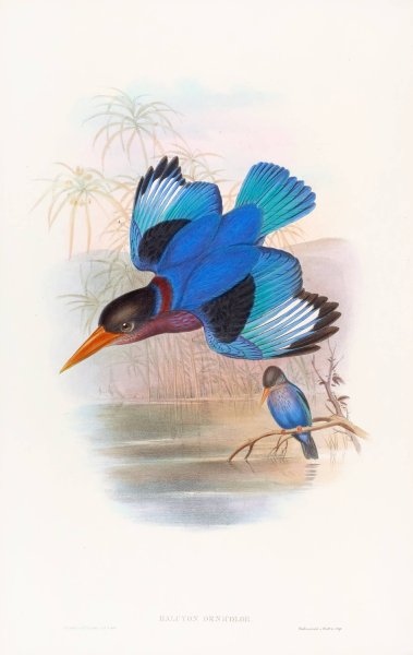 Blue-and-white Kingfisher  by John Gould - Hand-Painted Oil Painting Reproduction