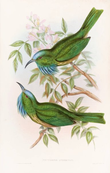 Blue-throated Nyctiornis  by John Gould - Hand-Painted Oil Painting Reproduction