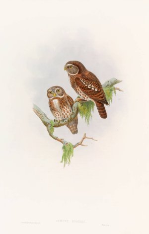 Brodie's Owlet by John Gould Oil Painting