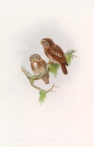 Brodie's Owlet Oil painting by John Gould
