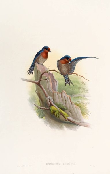 Bungalow Swallow  by John Gould - Hand-Painted Oil Painting Reproduction