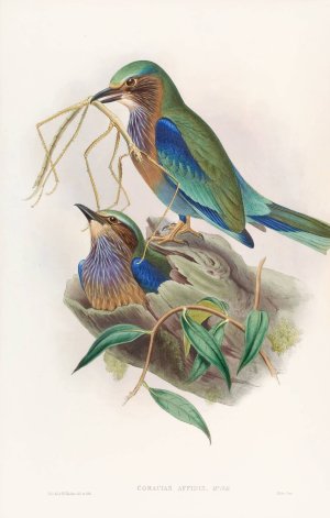 Burmese Roller by John Gould Oil Painting