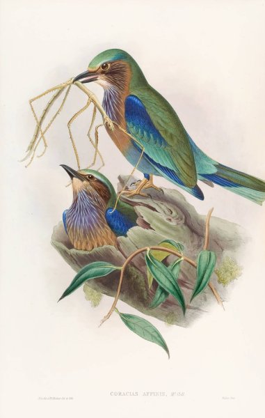 Burmese Roller  by John Gould - Hand-Painted Oil Painting Reproduction