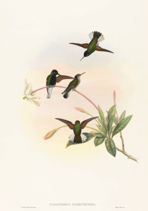 Callipharus nigriventris by John Gould Oil Painting