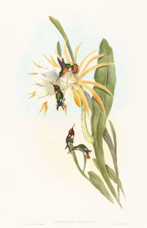Calothorax heliodori by John Gould Oil Painting