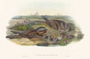 Caprimulgus europaeus by John Gould Oil Painting